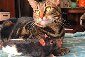 Bernie The Rat Climbs All Over His Best Friend, Galaxy The Cat