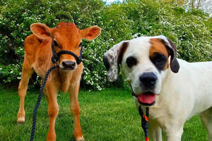 Colton The Dog Nibbles On Bucket The Cow’s Ears