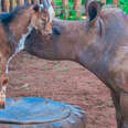 Imbuzi The Goat Helps Khula The Baby Rhino Be Brave