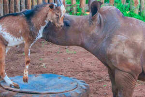 Imbuzi The Goat Helps Khula The Baby Rhino Be Brave