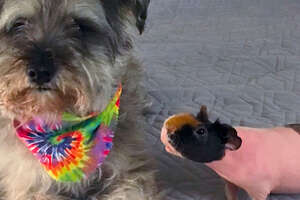 Charlotte The Dog Snuggles With Wallace, A Grumpy Naked Guinea Pig
