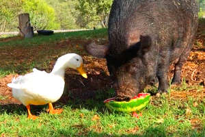 Thomas The Duck Sleeps On Edna The Pig’s Head