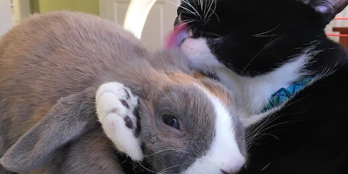 Smudge The Cat Plays Hide-And-Seek With Bossy Bunny Rabbit Missy ...
