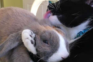 Smudge The Cat Plays Hide-And-Seek With Bossy Bunny Rabbit Missy