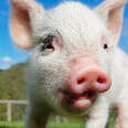 Seamus The Lamb Bounces Around With His Friend Bubbles The Pig