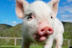 Seamus The Lamb Bounces Around With His Friend Bubbles The Pig