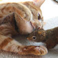 Tommy The Little Squirrel Follows Jack The Cat Everywhere He Goes