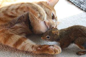 Tommy The Little Squirrel Follows Jack The Cat Everywhere He Goes