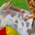Yoda The Dog Loves To Ride On Lily The Donkey’s Back