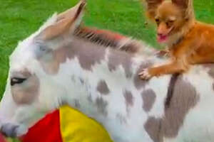 Yoda The Dog Loves To Ride On Lily The Donkey’s Back