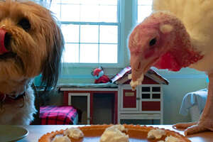 Minnow the Dog Shares His Burrito With Blossom The Turkey