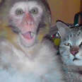 Billo The Cat Is Best Friends With A Monkey Named Avni