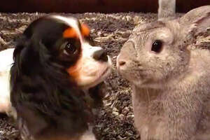 Pepper The Bunny And Lola The Dog Think They’re Sisters