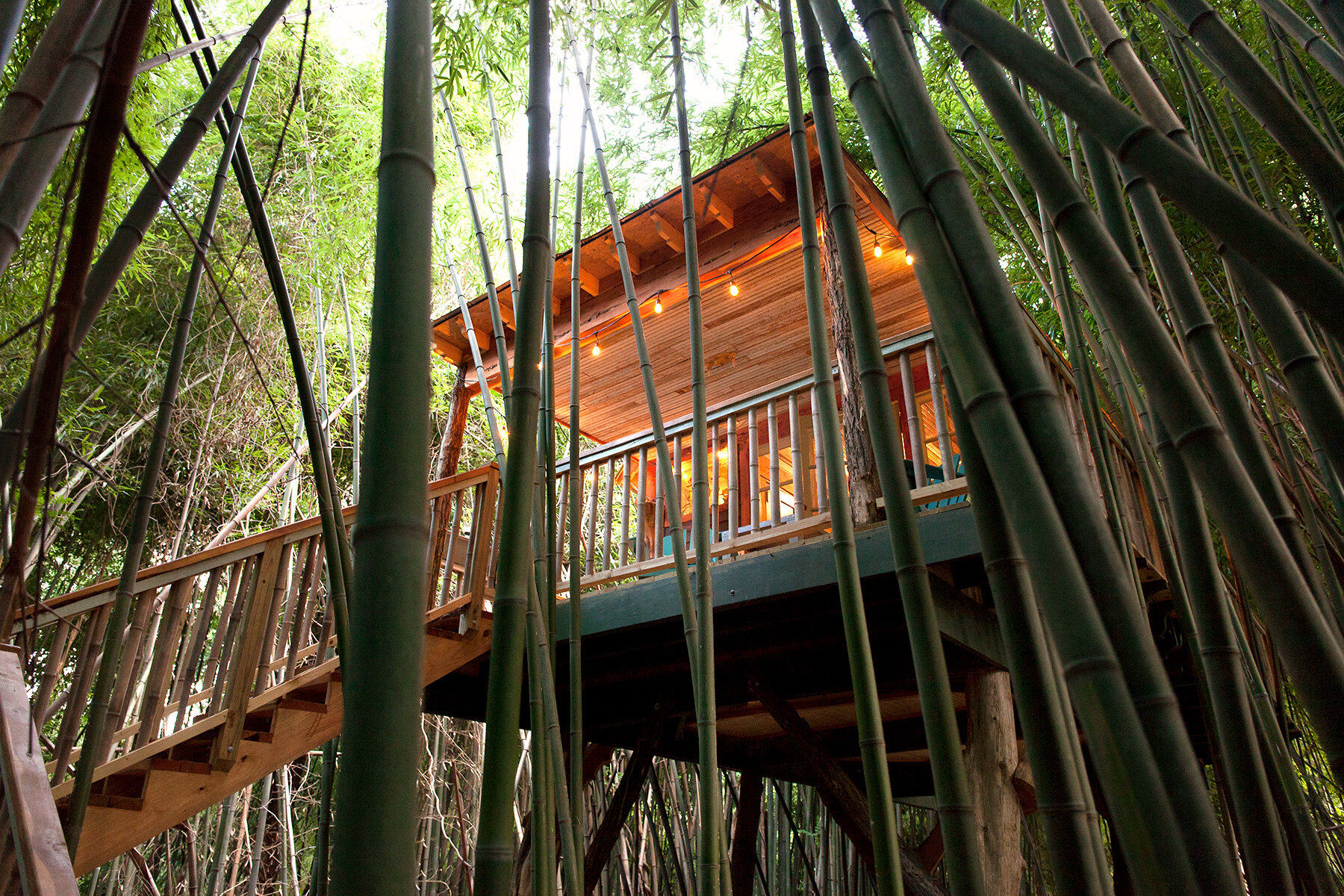 Atlanta treehouse in a bamboo forest