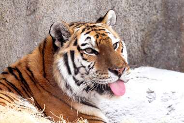 Brookfield Zoo