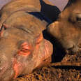 Charlie The Baby Hippo Gives Kisses To Makhosi The Rhino 