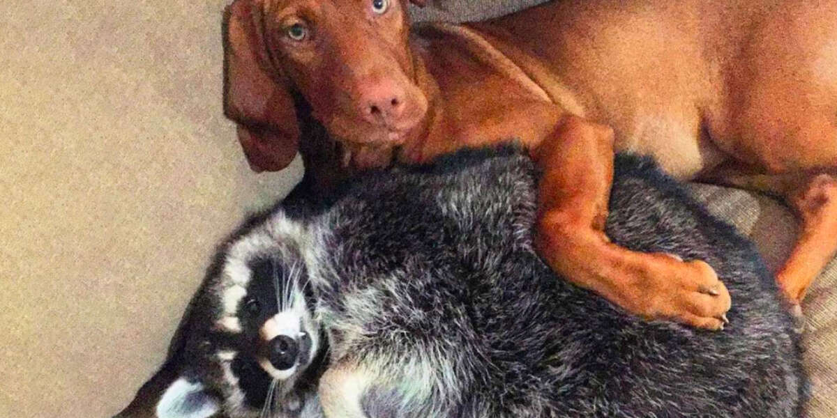 Waffles The Raccoon Won’t Go Anywhere Without June The Dog - Videos ...