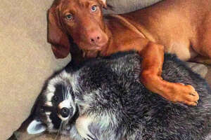 Waffles The Raccoon Won’t Go Anywhere Without June The Dog