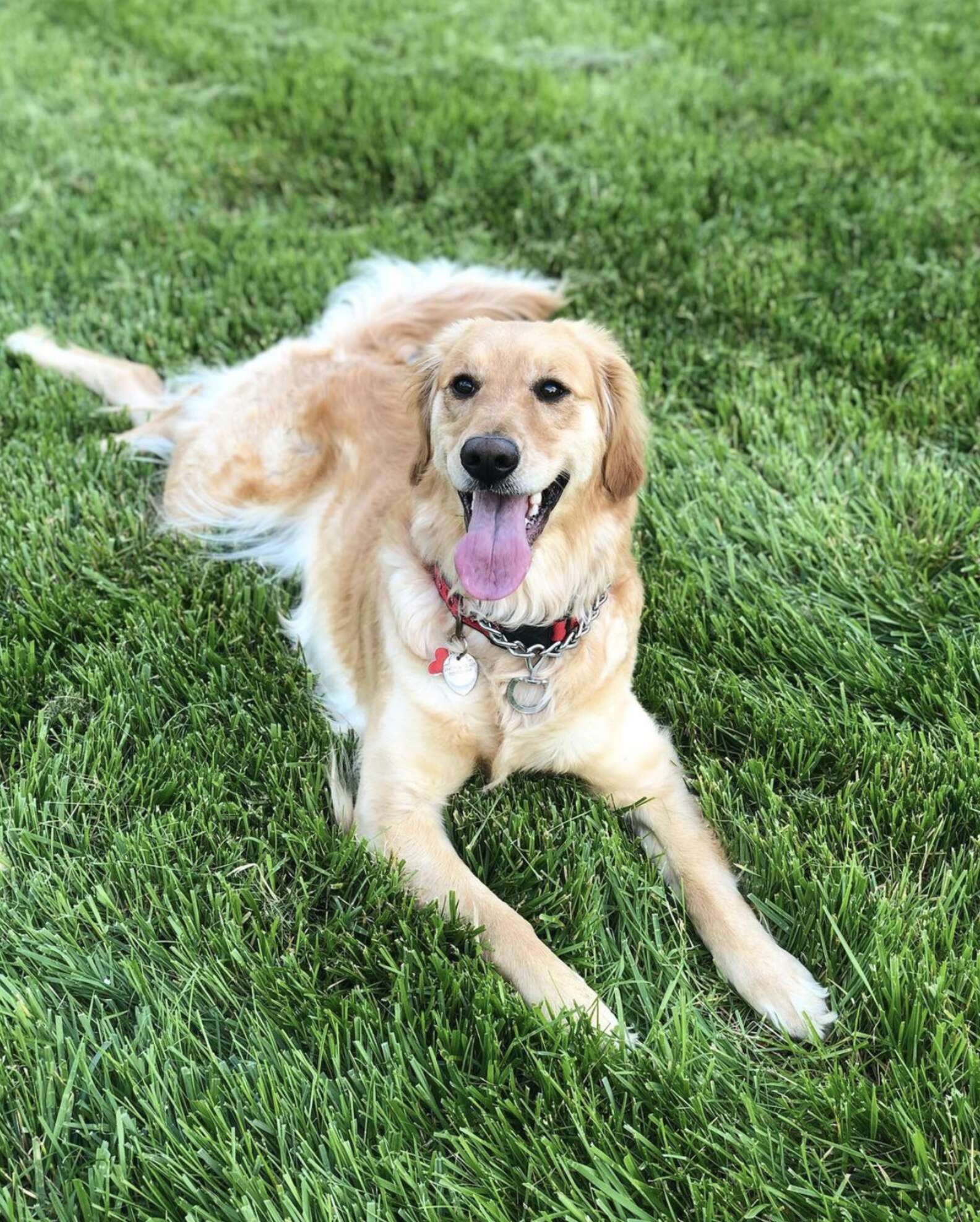 Woman Captures The Moment Her Dog First Discovers The Moon - The Dodo