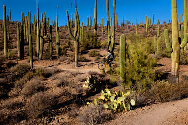 a biker riding past fields of cacti