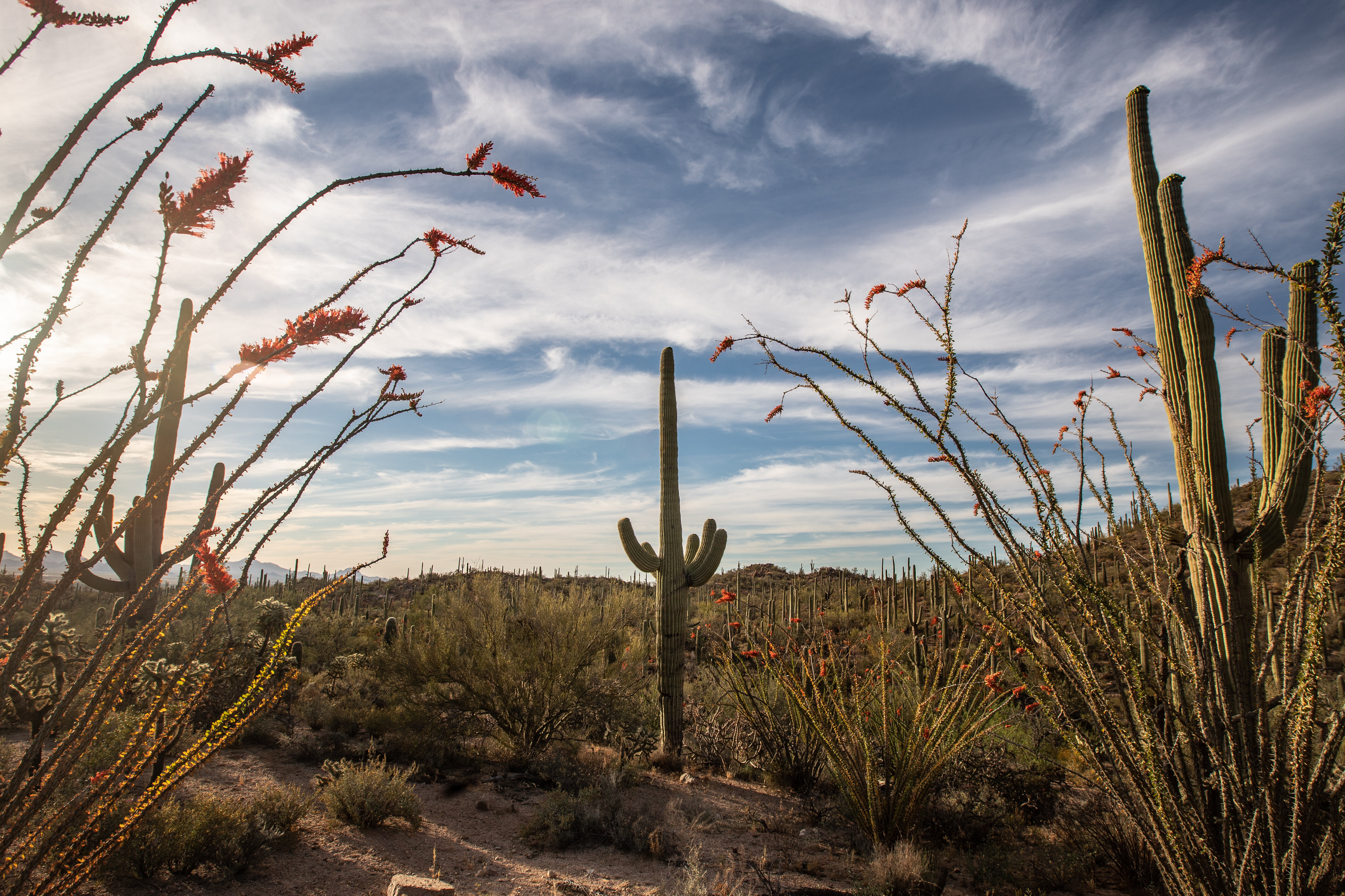 This Criminally Underrated National Park Is a Sonoran Desert Wonderland