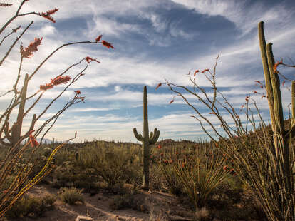 a single saguaro cacti surrounded by desert brush