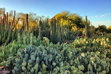 a field of assorted cacti