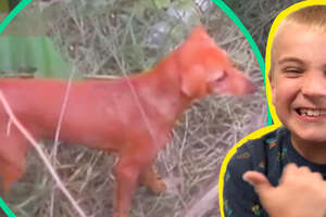Hero Rescuer Saves Stuck Puppy — With A Special Pup Net!