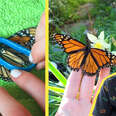 Butterfly Gets Coolest “Surgery” To Fix His Wing
