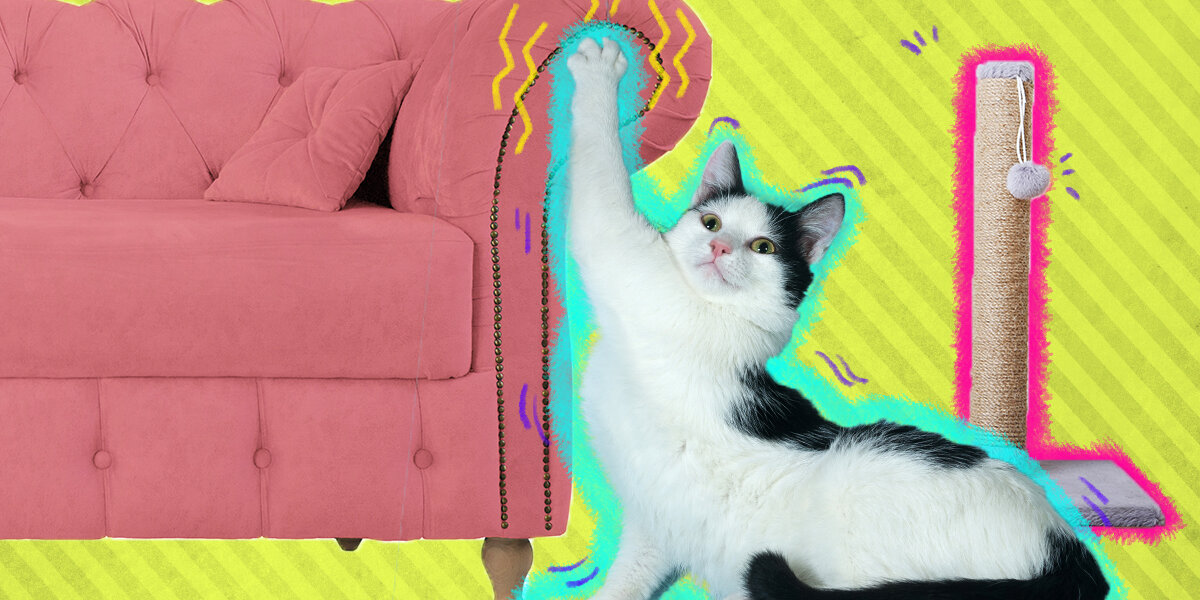 How To Stop Cats From Scratching Furniture DodoWell The Dodo