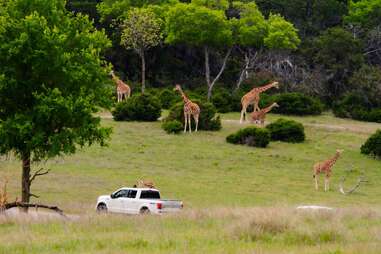 Fossil Rim Wildlife Center
