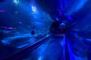 SEA LIFE Aquarium (Dallas / Fort Worth)