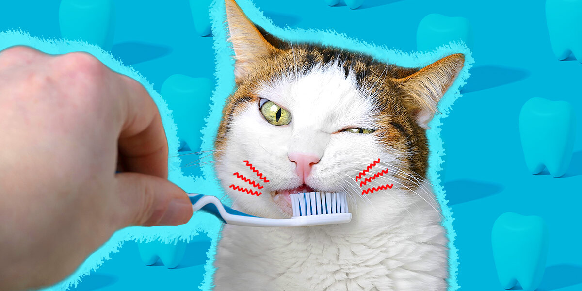 Cat toothpaste hot sale for gingivitis