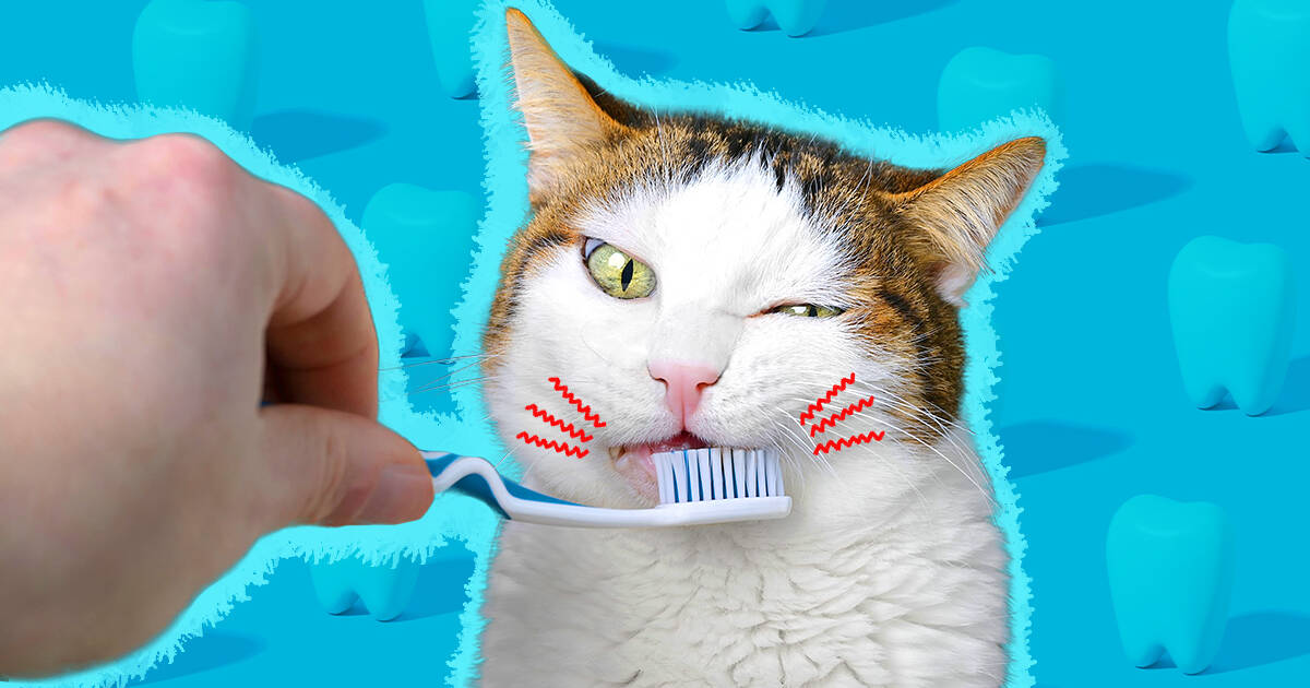 Cat food for clearance gingivitis