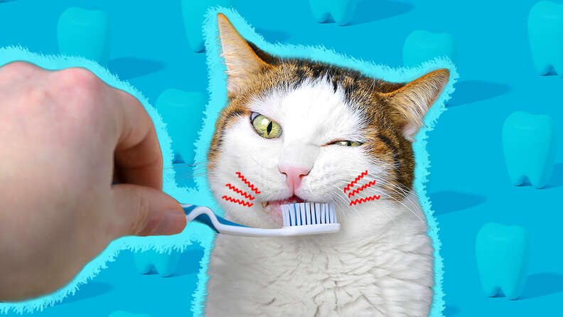 Toothpaste for cats with gingivitis best sale