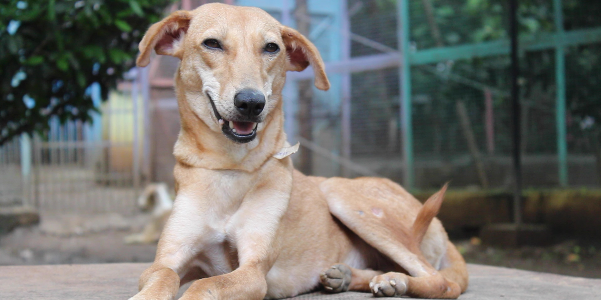 Dog Who Couldn't Stand For 8 Weeks Loves To Run Now - Videos - The Dodo