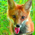 Little Fox Learns To Walk Again