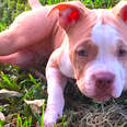 Wobbliest Little Pit Bull Puppy Is So Determined To Walk!