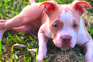 Wobbliest Little Pit Bull Puppy Is So Determined To Walk!