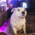 Shy Dog Gets His Own Bedroom And Is So Happy