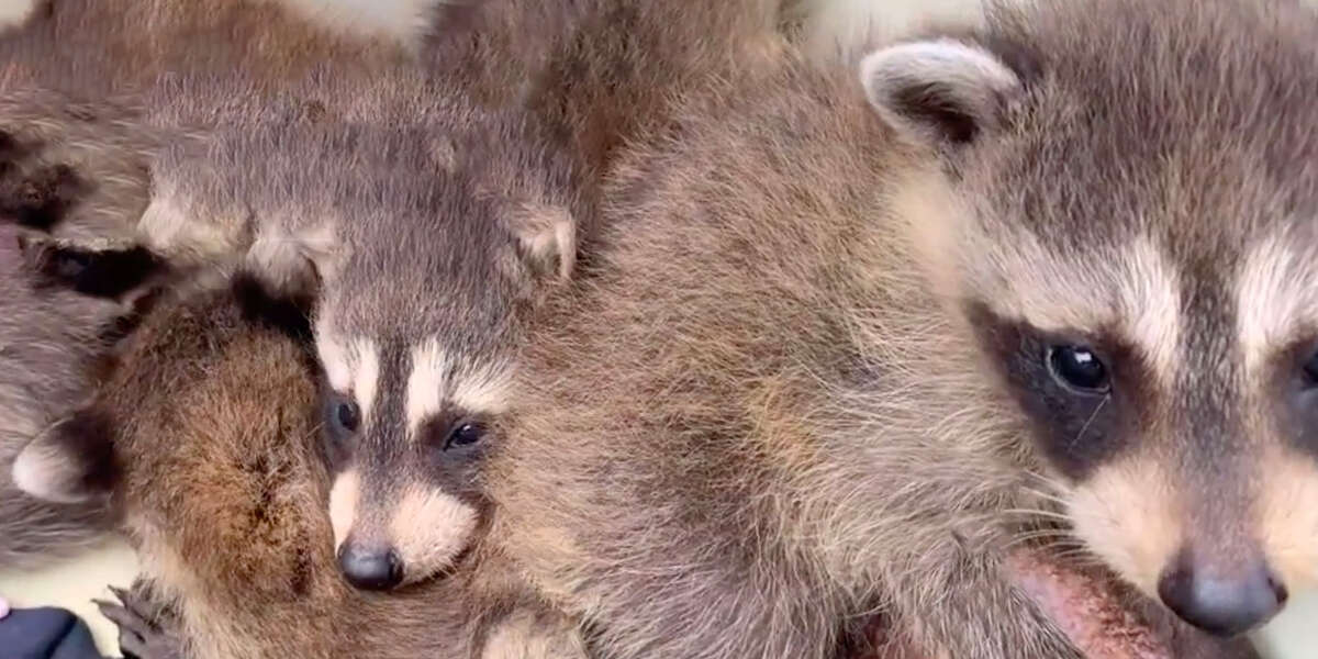 Tiny Raccoon Babies Are Stuck Inside A Wall - Videos - The Dodo