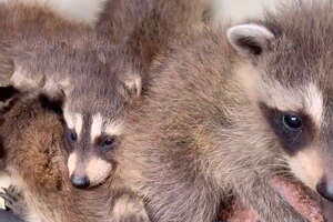 Tiny Raccoon Babies Are Stuck Inside A Wall