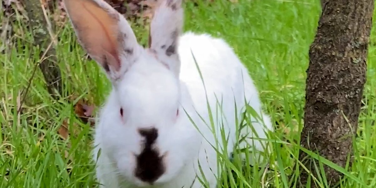 Abandoned Bunny Is Rescued With The Help Of A Banana - Videos - The Dodo