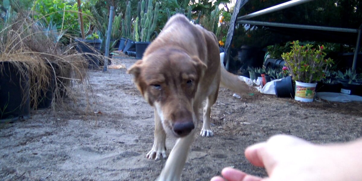 Mama Dog Was Hiding Her Babies In An LA Garden - Videos - The Dodo