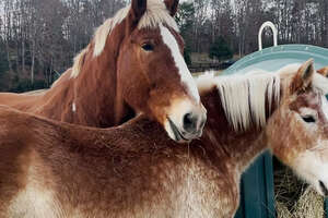 Giant Senior Rescue Horse Finds The Perfect Girlfriend