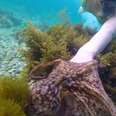 Octopus Leads Her Human Best Friend To Her Den