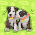 puppies wearing name tags