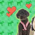 dogs wearing harnesses
