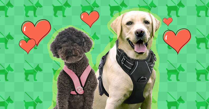 All types outlet of dog harnesses