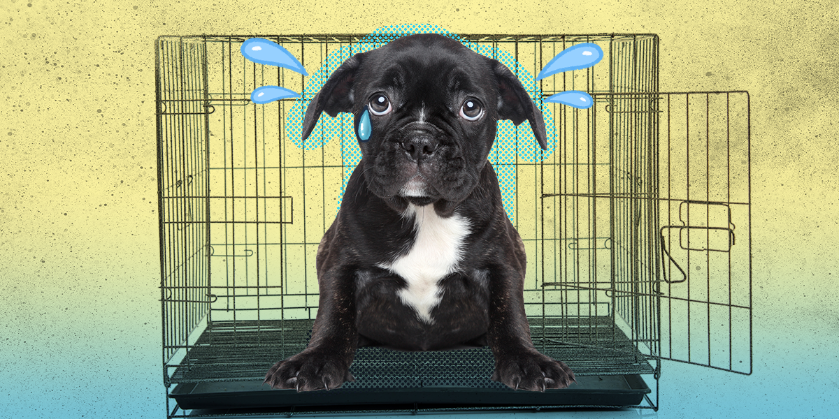 how long can a puppy stay in a crate during the day